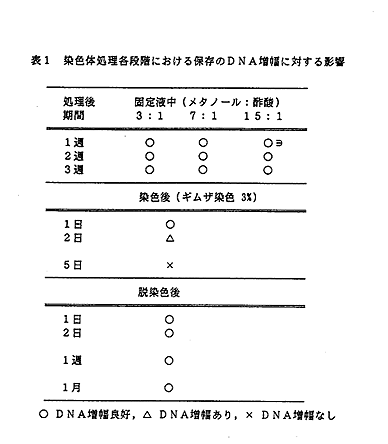 表1 染色体処理各段階における保存のDNA増幅に対する影響