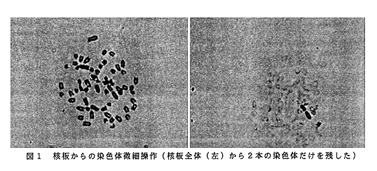 図1 核板からの染色体微細操作