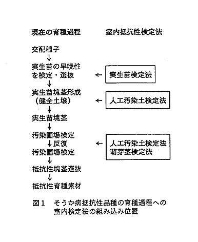 図1 そうか病抵抗性品種の育種過程への室内検定法の組み込み位置