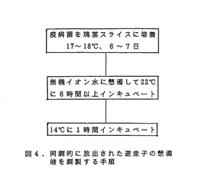 図4 同調的に放出された迷走子の懸濁液を調製する手順