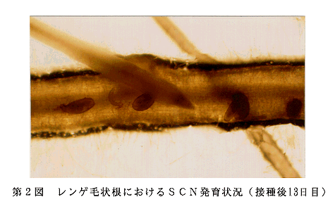 図2 レンゲ毛状根におけるSCN発育状況