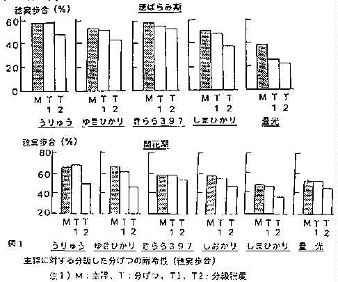 図1.主稈に対する分類した分げつ耐冷性