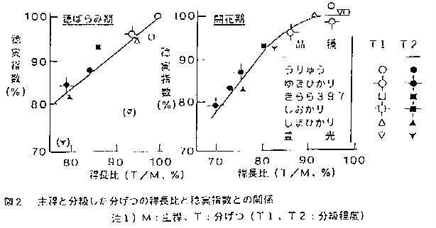 図2.主稈と分類した分げつの稈長比と稔実指数との関係