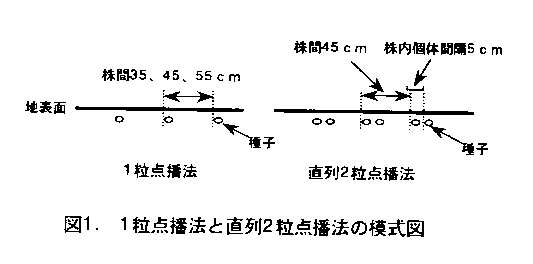 図1.1粒点播と直列2粒点播法の模式図