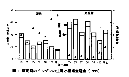 図1.開花期のインゲンの生育