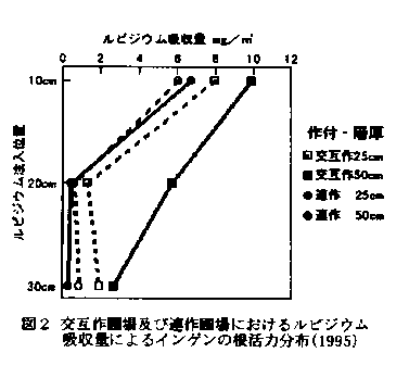 図2.交互作圃場及び連作圃場におけるルビジウム吸収量によるインゲンの根活力分布(1995)