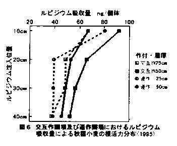 図6.交互作圃場及び連作圃場におけるルビジウム吸収量による秋播小麦の根活力分布(1995)
