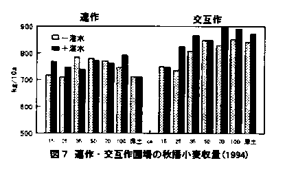 図7.連作・交互作圃場の秋播小麦収量(1994)