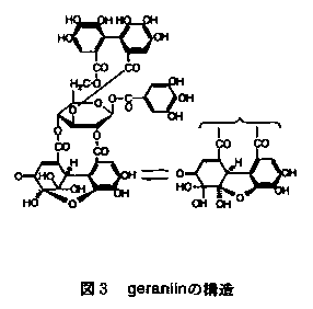 図3.geraniinの構造