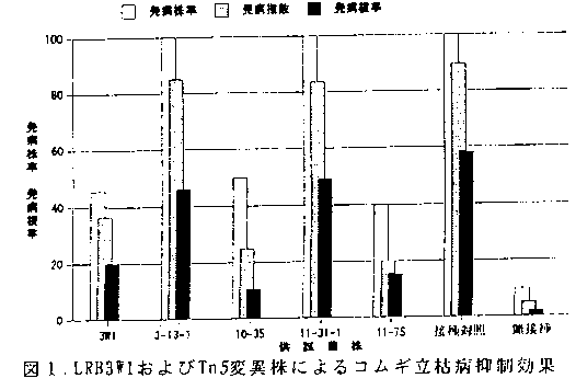 図1.LRB3W1およびTn5変異株によるコムギ立枯病抑制効果