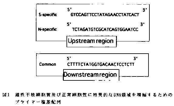 図1 雄性不稔細胞質および正常細胞質に特異的なDNA領域を増幅するためのプライマー塩基配列