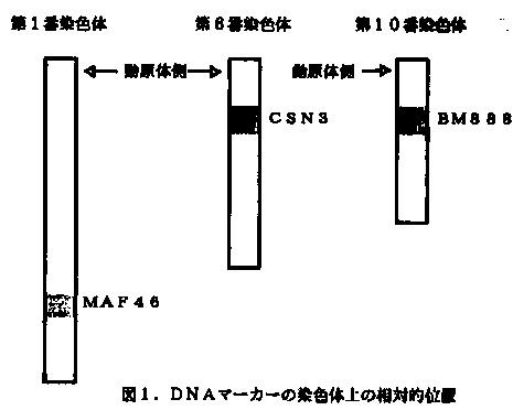 図1 DNAマーカーの染色体上の相対的位置