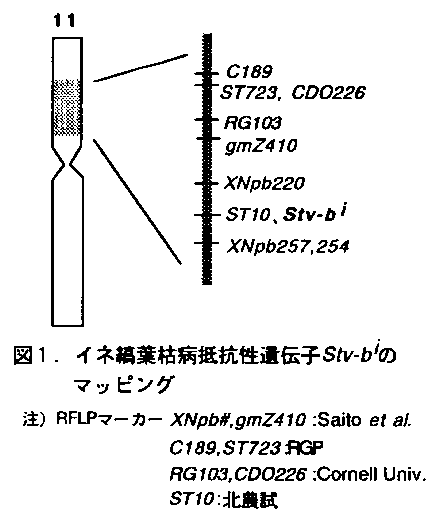 図1 イネ縞葉枯病抵抗性遺伝子Stv-bのマッピング