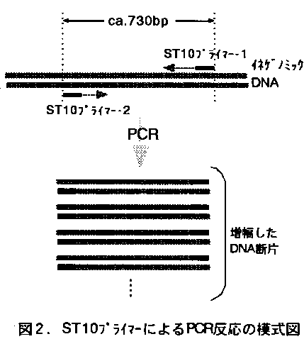 図2 ST10プライマーによるPCR反応の模式図