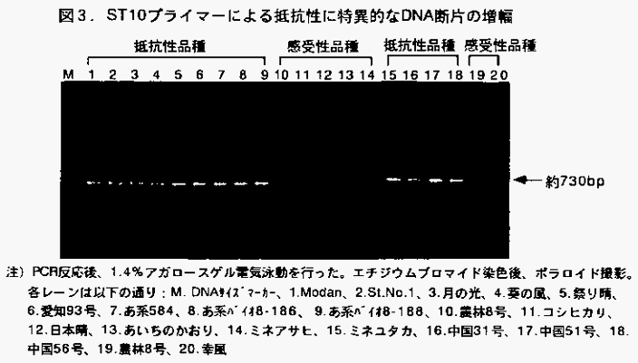 図3 ST10プライマーによる抵抗性に特異的なDNA断片の増幅