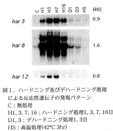 図1.ハードニング及びデハードニング処理による反応性遺伝子の発現パターン