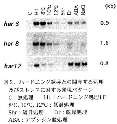 図2.ハードニング誘導との関与する処理及びストレスに対する発現パターン