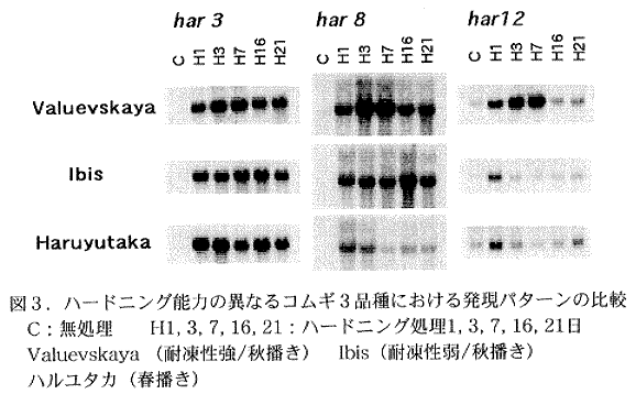 図3.ハードニング能力の異なるコムギ3品種における発現パターンの比較