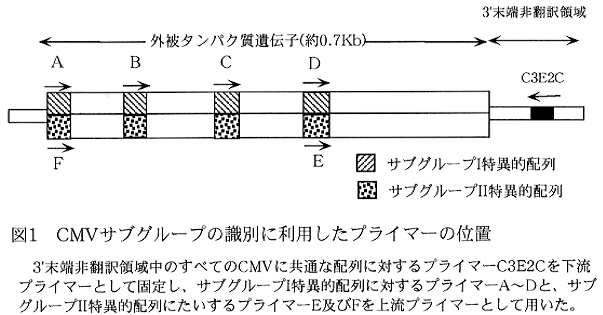 図1.CMVサブグループの識別に利用したプライマーの位置