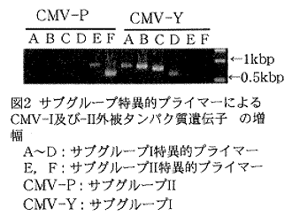 図2.サブグループ特異的プライマーによるCMV-I及び-II外被タンパク質遺伝子の増幅