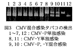 図3.CMV混合感染タバコの検出