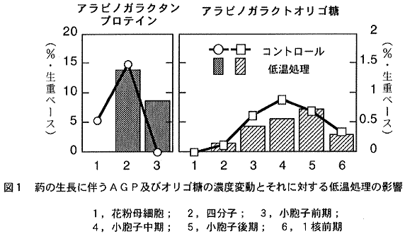 図1.葯の成長に伴うAGP及びオリゴ糖の濃度変動とそれに対する低温処理の影響