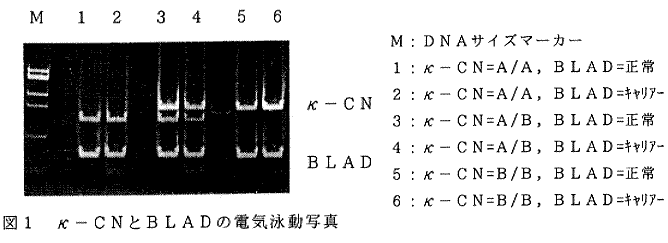 図1.κ-CNとBLADの電気泳動写真