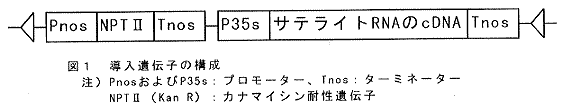 図1.導入遺伝子の構成