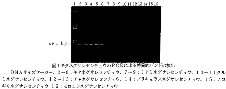 図1.キタネグサレセンチュウのPCRによる特異的バンドn検出