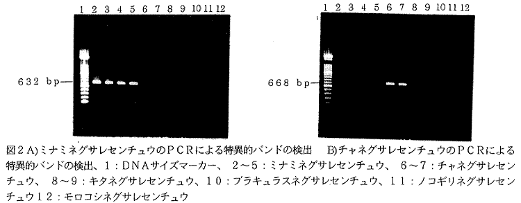 図2.A)ミナミネグサレセンチュウのPCRによる特異的バンドの検出 B)チャネグサレセンチュウのPCRによる特異的バンドの検出