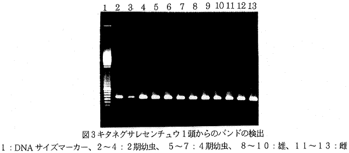 図3.キタネグサレセンチュウ1頭からのバンドの検出