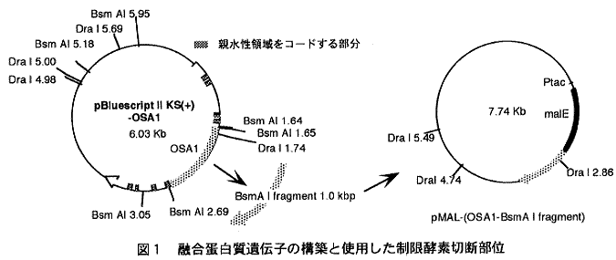 図1.融合蛋白質遺伝子の構築と使用した制限酵素切断部位