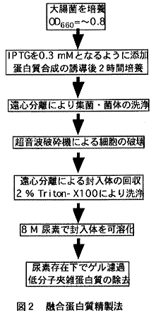 図2.融合蛋白質精製法