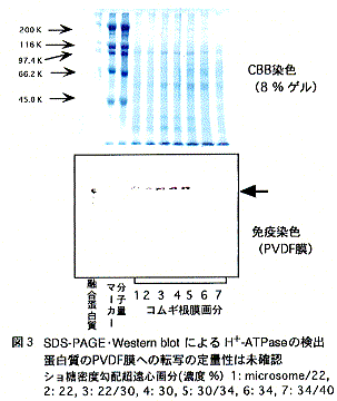 図3.SDS-PAGE-Western blotによるH+-ATPaseの検出蛋白質のPVDF膜への転写の定量性は未確認