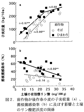 図2.前作物が後作春小麦の子実収量(a)、菌根菌感染率(b)に及ぼす影響と土壌のリン酸沃度の関係