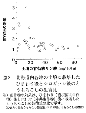 図3.北海道内各地の土壌に栽培したひまわり後とシロガラシ後のとうもろこしの生育比