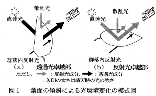 図1 葉面の傾斜による光環境変化の模式図