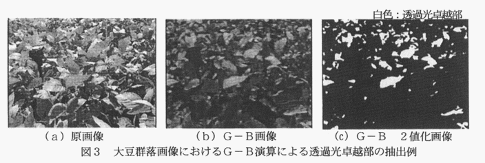 図3 大豆群落画像におけるG-B演算による透過光卓越部の抽出例