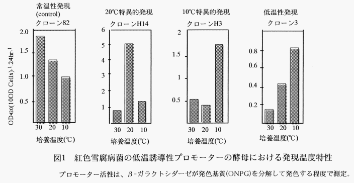 図1 紅色雪腐病菌の低温誘導性プロモーターの酵母における発現温度特性