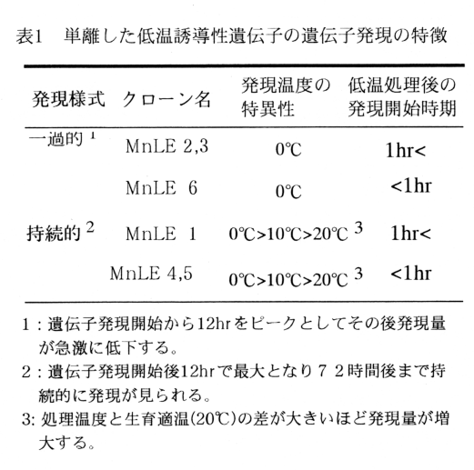 表1 単離した低温誘導性遺伝子の遺伝子発現の特徴