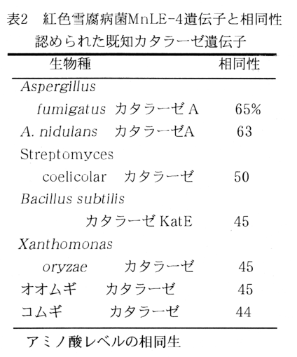 表2 紅色雪腐病菌MnLE-4遺伝子と相同性認められた既知カタラーゼ遺伝子