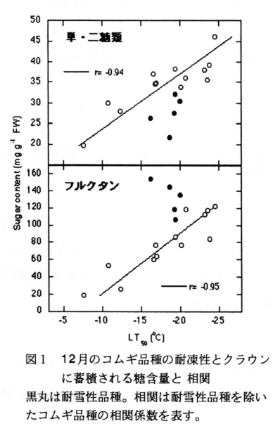 図1 12月のコムギ品種の耐凍性とクラウンに蓄積される糖含量と相関