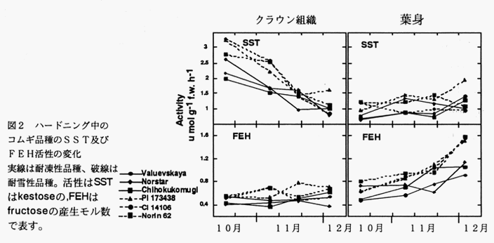 図2 ハードニング中のコムギ品種のSST及びFEH活性の変化