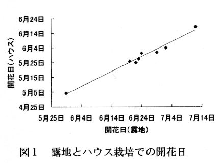 図1 露地とハウス栽培での開花日