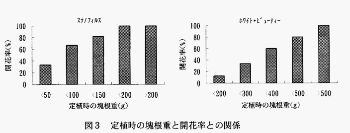 図3 定植時の塊根重と開花率との関係