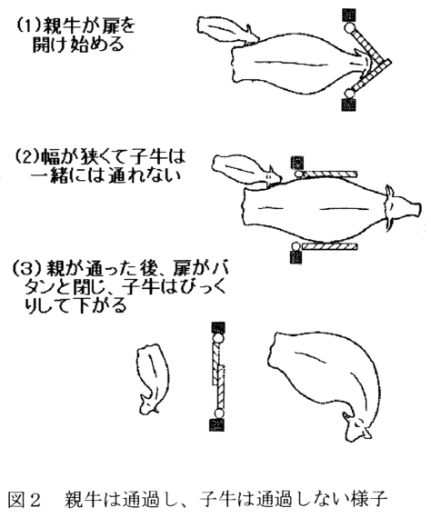 図2 親牛は通過し、子牛は通過しない様子