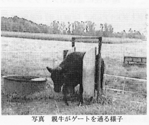写真 親牛がゲートを通る様子
