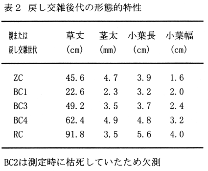 表2 戻し交雑後代の形態的特性