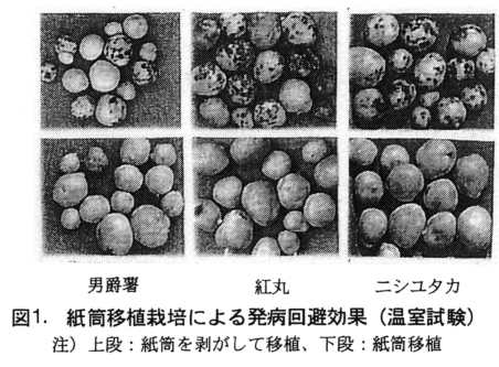 図1 紙筒移植栽培による発病回避効果