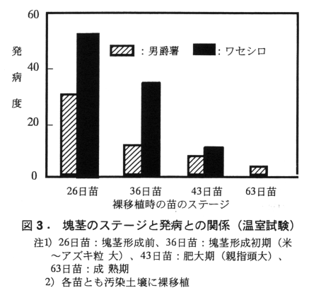 図3 塊茎のステージと発病との関係